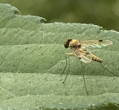 Chrysopilus modestus