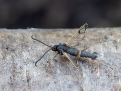 Synanthedon culiciformis