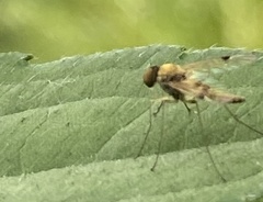 Chrysopilus modestus
