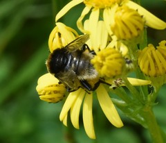 Merodon equestris