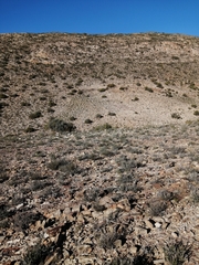 Crassula atropurpurea