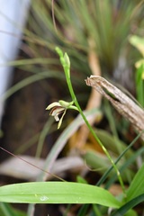 Prosthechea livida