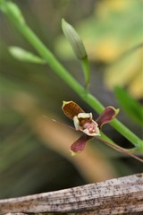 Prosthechea livida