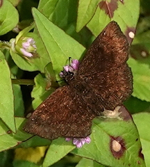 Bolla brennus