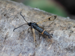 Synanthedon culiciformis