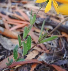 Perymenium buphthalmoides