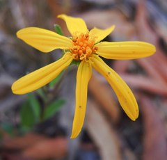 Perymenium buphthalmoides