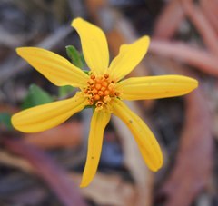 Perymenium buphthalmoides