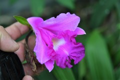 Sobralia macrantha