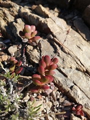 Crassula atropurpurea