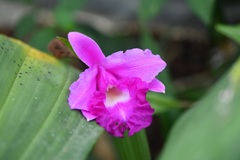 Sobralia macrantha