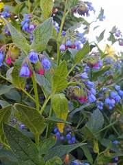 Symphytum caucasicum