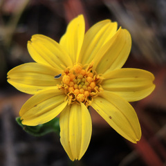 Lasianthaea aurea