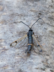 Synanthedon culiciformis