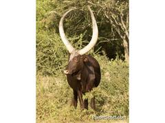 Bos indicus × taurus