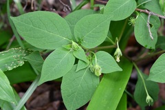 Lycianthes ciliolata