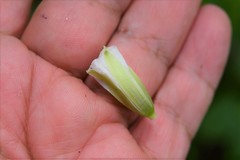 Lycianthes ciliolata