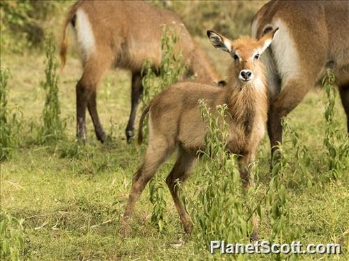 Defassa Waterbuck