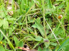 Pilosella lactucella