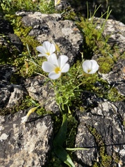 Oxalis tenella