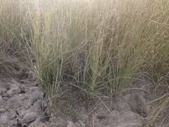 Eragrostis planiculmis