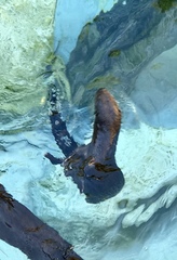 Hydrictis maculicollis