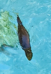 Hydrictis maculicollis