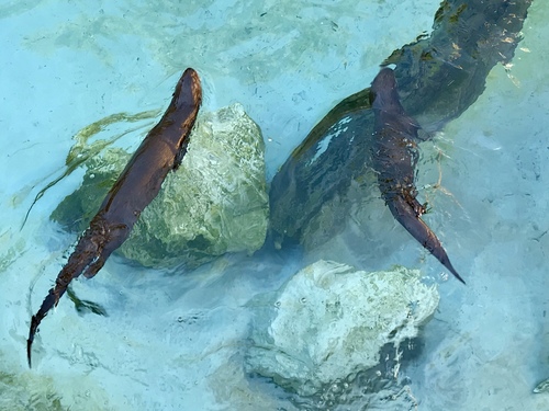 Spotted-necked Otter
