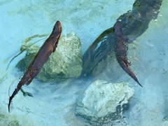 Hydrictis maculicollis