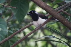 Cyanocorax cyanopogon