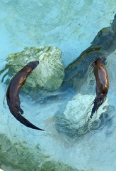 Hydrictis maculicollis