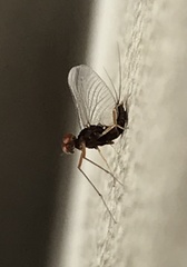 Ecdyonurus venosus