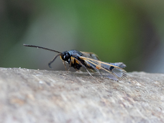 Synanthedon culiciformis