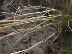 Eragrostis planiculmis