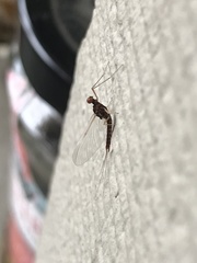 Ecdyonurus venosus