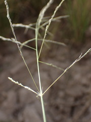 Eragrostis planiculmis