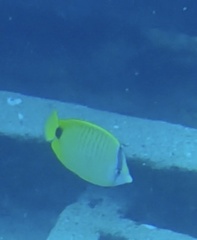 Chaetodon miliaris