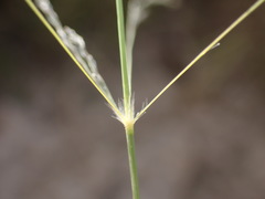 Eragrostis planiculmis