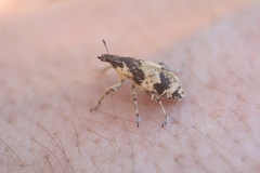 Bothynoderes affinis