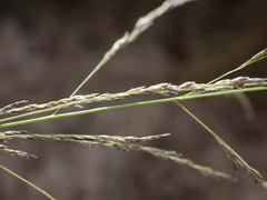 Eragrostis planiculmis