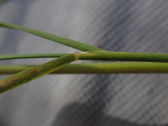 Eragrostis planiculmis