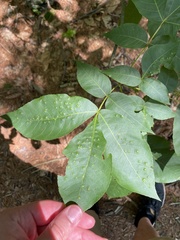 Caryomyia albipilosa