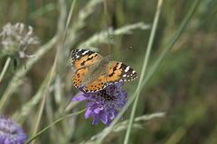 Vanessa cardui