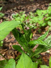 Cynoglossum germanicum