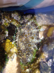 Dolabrifera brazieri