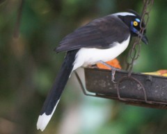 Cyanocorax cyanopogon