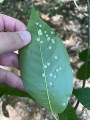 Caryomyia albipilosa