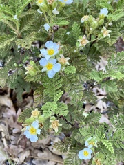Chamaebatia foliolosa