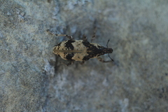 Bothynoderes affinis