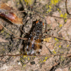 Pseudotephritis vau